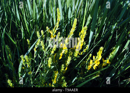 Niederlassungen der Blüte genista Dolmetsch (Dyer Dyer greenweed oder Besen) auf Emerald grünem Gras Hintergrund Stockfoto