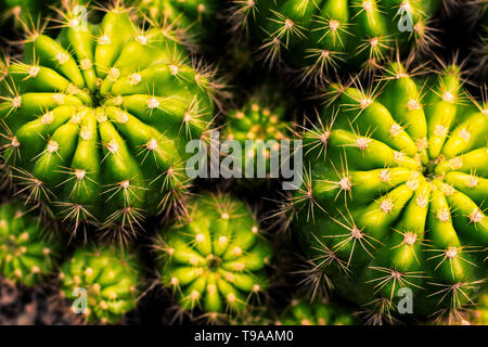 Close-up top-shot ansehen Kaktus Natur Umwelt still life Konzept Idee Hintergrund. Stockfoto