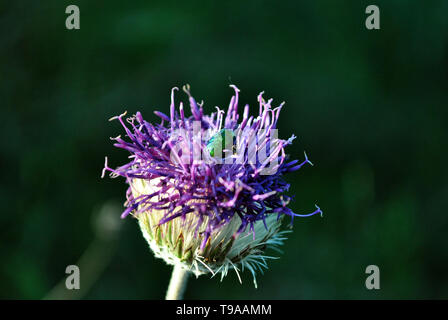 Cetonia aurata (die grüne rose Käfer) auf die Knospe von gelb Kornblume, weiche dunkle Bokeh des grünen Grases Stockfoto
