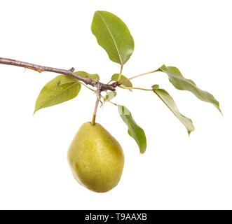 Reife Birnen auf einem Ast mit Blätter. auf weißem Hintergrund Stockfoto