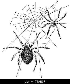 Holz graviert Illustration, von der "Schatzkammer der Natur" von Samuel Maunder, veröffentlicht 1848 Stockfoto