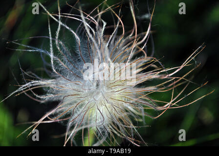 Pulsatilla Blume (prairie Crocus oder Ostern Blume) flauschigen weißen Früchte mit Samen auf dunklem grünem Gras Hintergrund Nahaufnahme Makro Detail Stockfoto