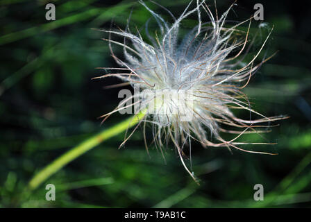 Pulsatilla Blume (prairie Crocus oder Ostern Blume) flauschigen weißen Früchte mit Samen auf dunklem grünem Gras Hintergrund Stockfoto