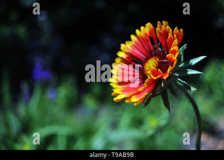 Zinnia bicolor Blume blüht, Dunkelgrün soft Hintergrund bokeh Stockfoto