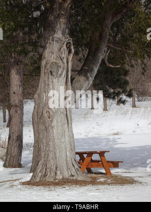 Winter Szene mit Baum und Bank. Stockfoto