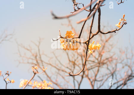 Spring Blossom Hintergrund, schöne Natur Szene mit blühenden Baum, sonnigen Tag blauer Himmel, Frühling Blumen, schöne abstrakte unscharfe, Spring Blossom y Stockfoto
