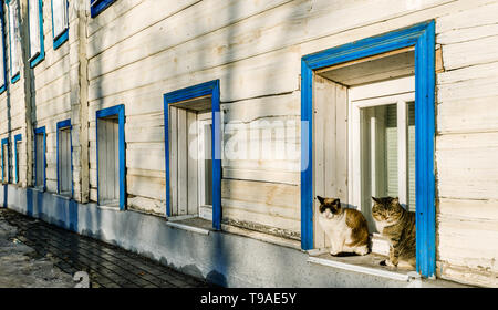 Zwei süße Katzen sitzen auf einem Fensterbrett eines russischen Haus in Wladimir, Russland Stockfoto