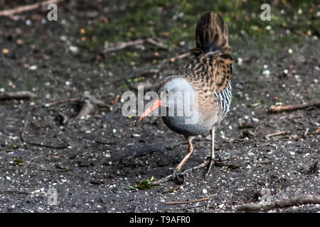 Wasser Schiene Vogel auf der Suche nach Nahrung in Großbritannien Stockfoto