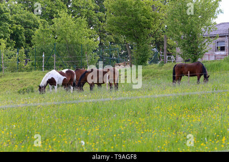 Pferde grasen auf einer Wiese in der Nähe der Farm. Stockfoto