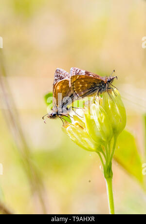 Paar von zwei SCHMUDDELIG Skipper Schmetterlinge Erynnis tages Paarung an llanymynech Felsen Naturschutzgebiet Shropshire England Großbritannien Stockfoto