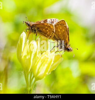 Paar von zwei SCHMUDDELIG Skipper Schmetterlinge Erynnis tages Paarung an llanymynech Felsen Naturschutzgebiet Shropshire England Großbritannien Stockfoto