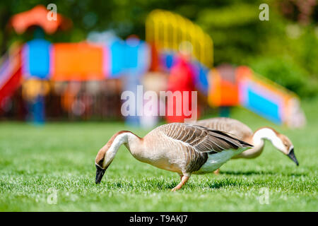Heidelberg, Deutschland. 14 Mai, 2019. Zwei buckligen Gänse Suche nach Essen auf der Neckar Wiese im Heidelberger Stadtteil Neuenheim vor dem Klettergerüst auf dem Spielplatz. Foto: Uwe Anspach/dpa/Alamy leben Nachrichten Stockfoto