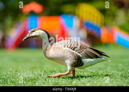 Heidelberg, Deutschland. 14 Mai, 2019. Einen buckligen Gans läuft auf der Neckar Wiese in Heidelberg Neuenheim Bezirk vor dem Klettergerüst auf dem Spielplatz. Foto: Uwe Anspach/dpa/Alamy leben Nachrichten Stockfoto