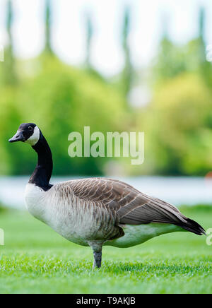 Heidelberg, Deutschland. 14 Mai, 2019. Eine Kanada Gans steht auf der Neckar Wiese im Heidelberger Stadtteil Neuenheim. Foto: Uwe Anspach/dpa/Alamy leben Nachrichten Stockfoto