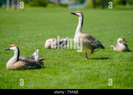 Heidelberg, Deutschland. 14 Mai, 2019. Hump Gänse stehen und liegen auf der Neckar Wiese in der Heidelberger Stadtteil Neuenheim. Foto: Uwe Anspach/dpa/Alamy leben Nachrichten Stockfoto