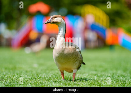 Heidelberg, Deutschland. 14 Mai, 2019. Ein buckelwal Gans steht auf der Neckar Wiese im Heidelberger Stadtteil Neuenheim vor dem Klettergerüst auf dem Spielplatz. Foto: Uwe Anspach/dpa/Alamy leben Nachrichten Stockfoto