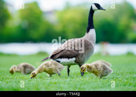 Heidelberg, Deutschland. 14 Mai, 2019. Eine Kanada Gans steht mit ihrem Nachwuchs auf der Neckar Wiese in der Heidelberger Stadtteil Neuenheim. Foto: Uwe Anspach/dpa/Alamy leben Nachrichten Stockfoto