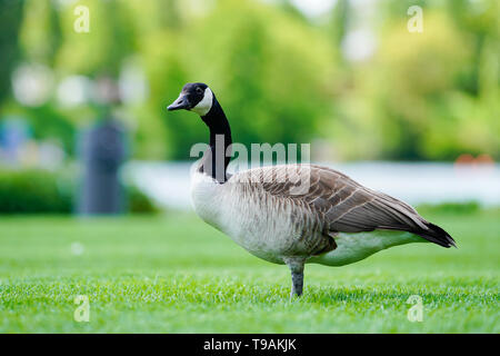Heidelberg, Deutschland. 14 Mai, 2019. Eine Kanada Gans steht auf der Neckar Wiese im Heidelberger Stadtteil Neuenheim. Foto: Uwe Anspach/dpa/Alamy leben Nachrichten Stockfoto