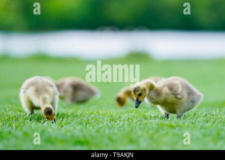 Heidelberg, Deutschland. 14 Mai, 2019. Junge Kanadagänse stehen auf der Neckar Wiese in der Heidelberger Stadtteil Neuenheim. Foto: Uwe Anspach/dpa/Alamy leben Nachrichten Stockfoto