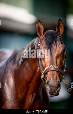 Baltimore, Maryland, USA. 17 Mai, 2019. 17. Mai: Amnothertwistafate vor der Preakness Stakes am Pimlico Rennbahn in Baltimore, Maryland am 17. Mai 2019. Evers/Eclipse Sportswire/CSM/Alamy leben Nachrichten Stockfoto