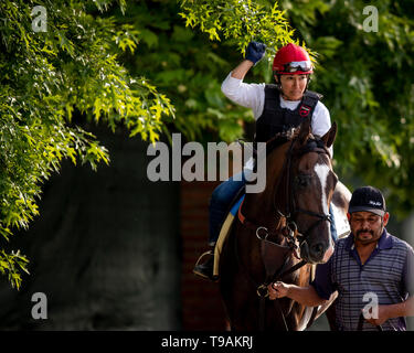 Baltimore, Maryland, USA. 17 Mai, 2019. 17. Mai: Everfast vor der Preakness Stakes am Pimlico Rennbahn in Baltimore, Maryland am 17. Mai 2019. Evers/Eclipse Sportswire/CSM/Alamy leben Nachrichten Stockfoto