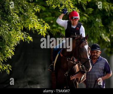 Baltimore, Maryland, USA. 17 Mai, 2019. 17. Mai: Everfast vor der Preakness Stakes am Pimlico Rennbahn in Baltimore, Maryland am 17. Mai 2019. Evers/Eclipse Sportswire/CSM/Alamy leben Nachrichten Stockfoto