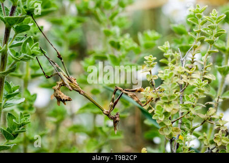 Kusadasi, Türkei. 19 Apr, 2019. Eine braune Crested mantis Empusa Pennata. Im Gegensatz zu den meisten anderen Gottesanbeterinnen, es gibt kein Kannibalismus nach der Paarung. Foto: Jens Kalaene/dpa-Zentralbild/ZB/dpa/Alamy leben Nachrichten Stockfoto