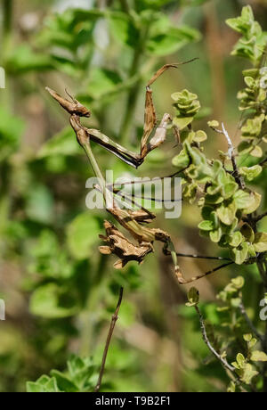 Kusadasi, Türkei. 19 Apr, 2019. Eine braune Crested mantis Empusa Pennata. Im Gegensatz zu den meisten anderen Gottesanbeterinnen, es gibt kein Kannibalismus nach der Paarung. Foto: Jens Kalaene/dpa-Zentralbild/ZB/dpa/Alamy leben Nachrichten Stockfoto