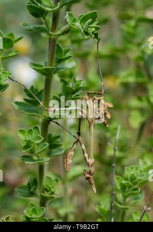 Kusadasi, Türkei. 19 Apr, 2019. Eine braune Crested mantis Empusa Pennata. Im Gegensatz zu den meisten anderen Gottesanbeterinnen, es gibt kein Kannibalismus nach der Paarung. Foto: Jens Kalaene/dpa-Zentralbild/ZB/dpa/Alamy leben Nachrichten Stockfoto