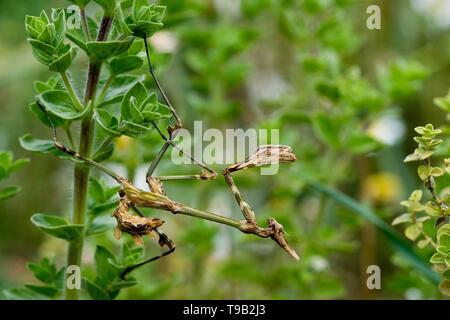 Kusadasi, Türkei. 19 Apr, 2019. Eine braune Crested mantis Empusa Pennata. Im Gegensatz zu den meisten anderen Gottesanbeterinnen, es gibt kein Kannibalismus nach der Paarung. Foto: Jens Kalaene/dpa-Zentralbild/ZB/dpa/Alamy leben Nachrichten Stockfoto