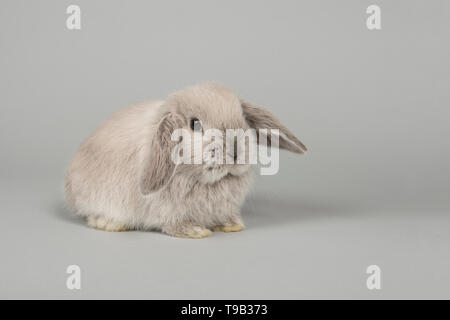 Nette junge grau Bunny von der Seite sitzen auf einem grauen Hintergrund gesehen Stockfoto