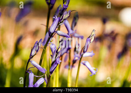 Bluebells im Wald von pollok Country Park, Glasgow, Schottland. Stockfoto