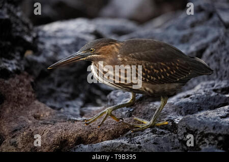 Juvenile gestreift Heron (Butorides Striata) Stalking, seine Beute auf einem felsigen Küste - Insel Santa Cruz, Galapagos Stockfoto