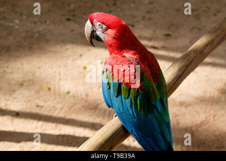 Bunte ara Papagei sitzen auf einem hölzernen Barsch Stockfoto