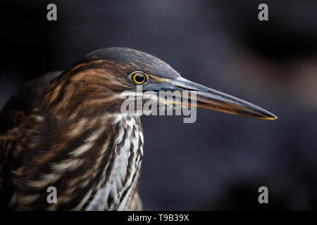 Nahaufnahme von einem Jugendlichen gestreift Heron (Butorides Striata) Stalking seine Beute - Santa Cruz Island, Galapagos Stockfoto