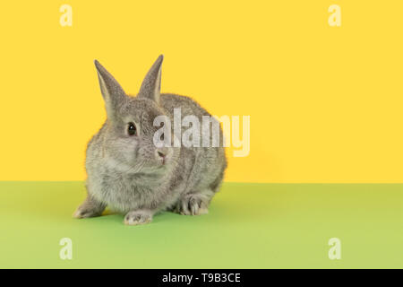 Cute alert grau Kaninchen auf grünem und gelbem Hintergrund Stockfoto