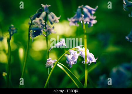 Bluebells im Wald von pollok Country Park, Glasgow, Schottland. Stockfoto