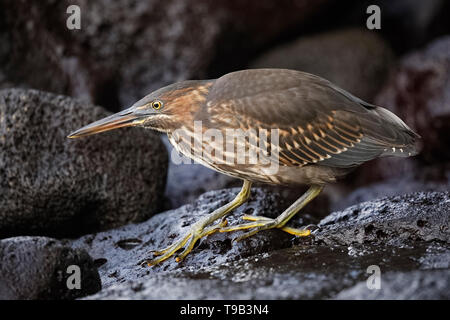 Juvenile gestreift Heron (Butorides Striata) Stalking, seine Beute auf einem felsigen Küste - Insel Santa Cruz, Galapagos Stockfoto