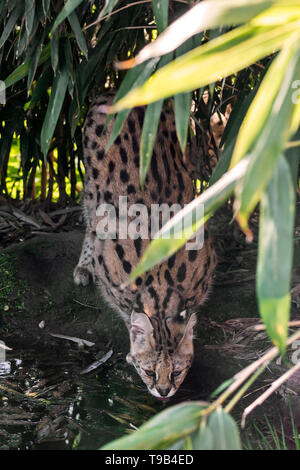 Serval (Leptailurus Serval, Felis Serval), Trinkwasser im frühen