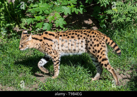 Captive serval (Leptailurus serval/Felis serval) wilde Katze/Feline native nach Afrika im Zoo Stockfoto