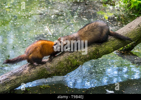 Zwei europäische Iltisse (Mustela putorius) Männliche und weibliche Kreuzung Wasser von Teich/Stream über umgefallene Baum Stockfoto