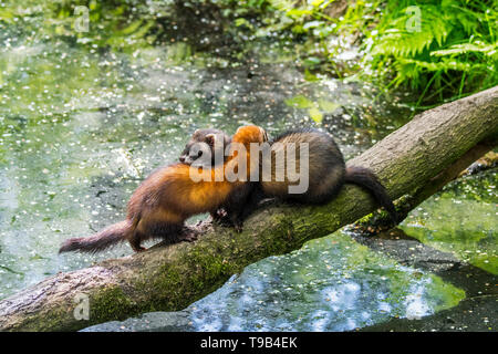 Zwei europäische Iltisse (Mustela putorius) Männliche und weibliche Kreuzung Wasser von Teich/Stream über umgefallene Baum Stockfoto