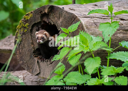 Europäischen Iltis (Mustela putorius) Weiblich aus Nest in hohlen Baumstamm im Wald Stockfoto