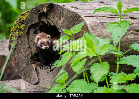 Europäischen Iltis (Mustela putorius) Weiblich aus Nest in hohlen Baumstamm im Wald Stockfoto