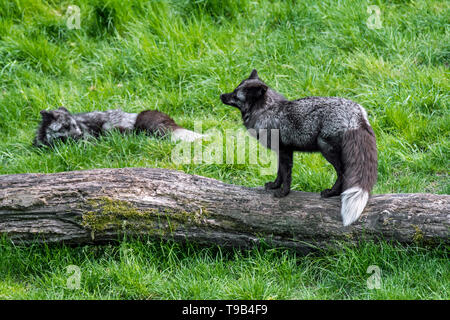 Silber Fuchs (Vulpes vulpes) Paar, melanistic Form der Red Fox Stockfoto