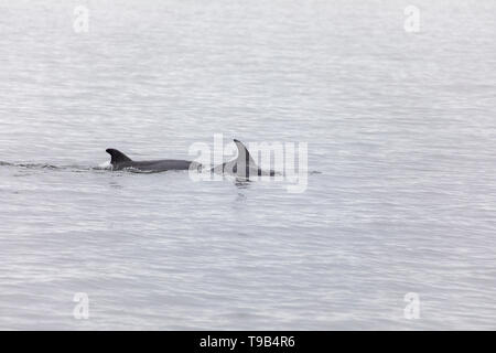 Gemeinsame oder atlantischen Großen Tümmler (Tursiops truncatus) Stockfoto