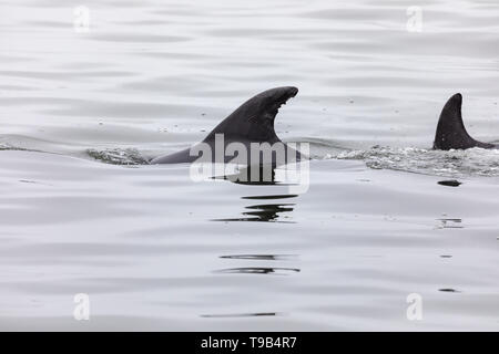 Gemeinsame oder atlantischen Großen Tümmler (Tursiops truncatus) Stockfoto