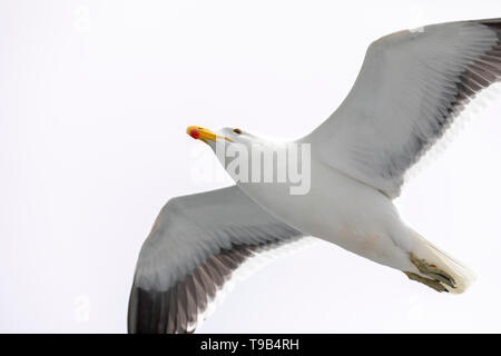 Kap Möwe (Larus dominicanus vetula) ist eine Unterart der Kelp Möwe (Larus dominicanus) um das Südliche Afrika gefunden. Stockfoto