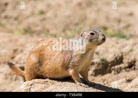 Schwarz-tailed prairie dog (Cynomys ludovicianus), in Nordamerika heimisch Stockfoto