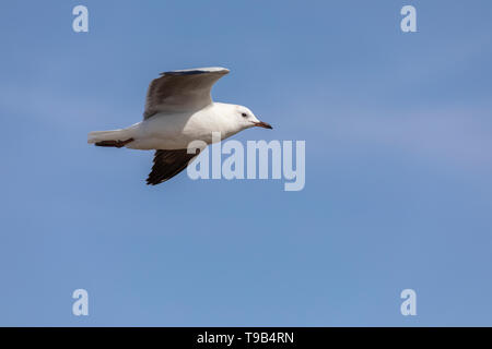 Hartlaub's Möwe (Chroicocephalus Hartlaubii) auch König Möwe Stockfoto